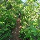 백화산둘레길 | (세종시 인근 산 ) 영동 백화산+월류봉 둘레길