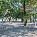 숲속의하모니 이미지