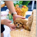 광주강아지분양 고양이분양 24시 데려가개본점 이미지