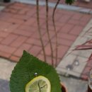 이리데센트