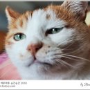 봄, 그루밍 이미지