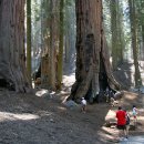 자이언트포레스트 이미지