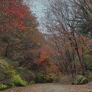 축령산 코지인 이미지