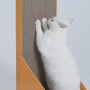 멍냥이노리터 이미지