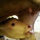 람세스한우농장 이미지