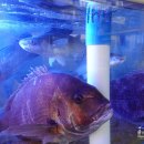 장세현초밥집 이미지