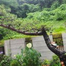 창조환경 | 창조그린조경 가브리수형 소나무 및 조형 소나무 전정작업 후기