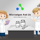 마이크로알지에스크어스 이미지