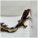 렙플로우