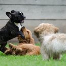 황금애견 이미지