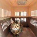 미용특공대 이미지