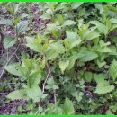 부지깽이 이미지