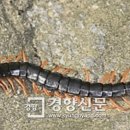 지네 경향신문