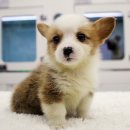 논산애견 이미지