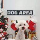 도그아레아 이미지