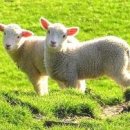 고요목장 이미지