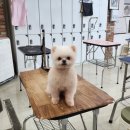 김성균애견미용학원 이미지