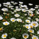 메종 드 씨엘 이미지