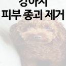 동물병원예지 네이버블로그