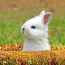 토깽이네 이미지