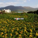 거제시 초청 거제섬꽃축제, 거제도포로수용소평화파크, 칠천량해전공원 여행블로거기자단 팸투어 거제도여행 이미지