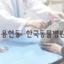 한국동물병원 이미지