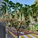 학동초등학교 이미지