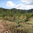 내곡농장 이미지