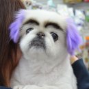 안양펫애견용품할인마트 네이버블로그