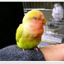 애플그린 이미지