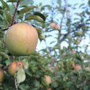 장성농원 이미지