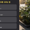 밤두둑농장 | 고구마 심는 시기 알아보기