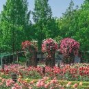 대구 이곡장미공원 산책, 장미 향기 가득한 여름 여행지 이미지