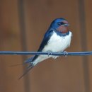 교동시장 이미지