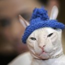 고양이 모자 이미지