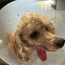 이지(EZ)치과기공소 | [상도동 동물병원] 강아지 전발치, 구비강누공 치료 후기