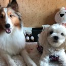 쉬었다가개 이미지