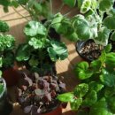 소소한향기 이미지