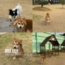 멍디브 | 광주 애견카페 강아지 운동장이 있는 멍디브