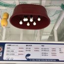 야참치