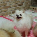 에버노블 Daum카페