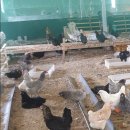 성조농장 이미지