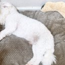 댕겨올개 이미지