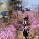 "5년만에 다시 찾아온 봄꽃 축제"... 봄 분위기 제대로 느낄 수 있는 국내여행지 이미지