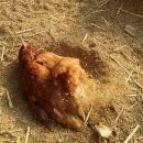 꼬꼬양계농장 이미지