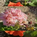 안산 식물원 이미지