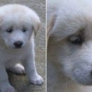 돼지집본가순대 이미지