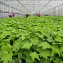 불은농약 이미지