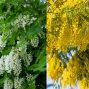 아까시, 아카시아 이미지