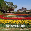 농업농촌테마마을 | 용인 농촌테마파크 튤립 봄꽃 축제 여름과 비교 재방문 후기